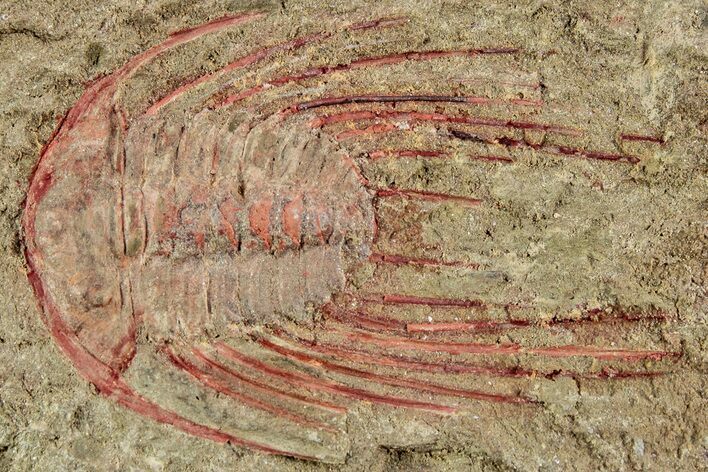 Bargain, Red Selenopeltis Trilobite - Fezouata Formation #233435